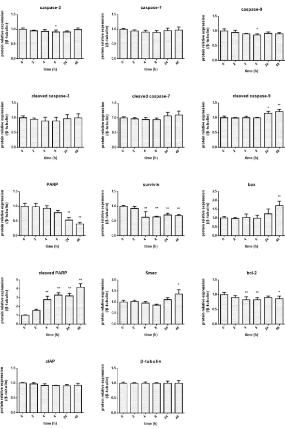 Fig. 12 Western blot analysis for apoptosis-related proteins. (Analysis data)