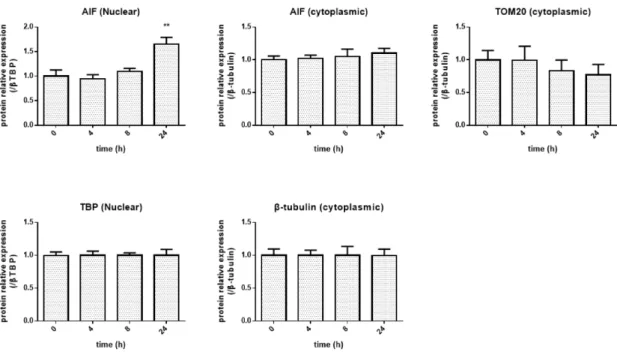 Fig. 13 Western blot analysis for the apoptosis-inducing factor (AIF) protein. (Analysis data)  Vertical axis indicates protein relative expression as compared to that in the loading control