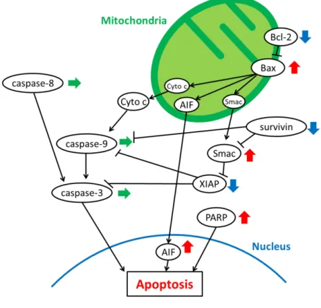 Fig. 14 Cell death mechanism by indirubin 3’-epoxide. 