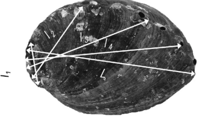 Fig. 3　Monthly changes in the marginal growth index  of H. discus discus.