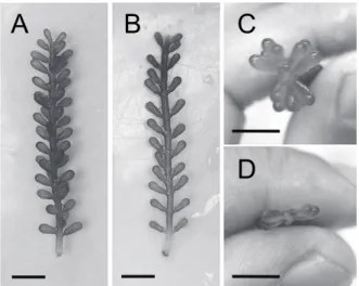 Fig. 2　Morphology of upright shoots. A: Steric ramuli  on an upright shoot. B: Single-plane ramuli on an  upright shoot
