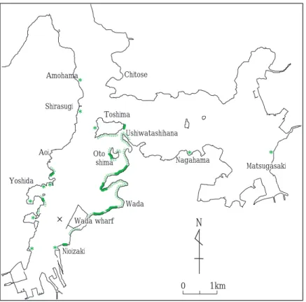 Fig. 3 Distribution of Zostera beds in Maizuru Bay investigated on June 14, 2006. The dark green line indicates larger Zostera beds (more than 100 m in length)