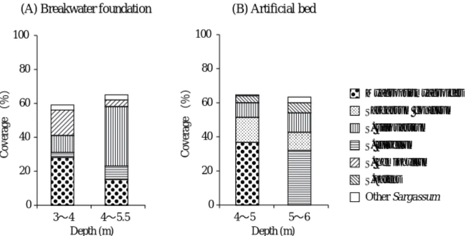 Fig. 3 Productive structures of Sargassasaceae communities on the artificially settled stone bed