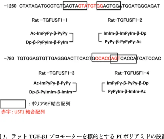 図 3 ．ラット TGF-β1 プロモーターを標的とする PI ポリアミドの設計