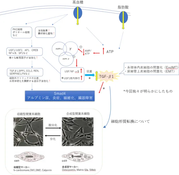 図 25 ．糖尿病性腎症における USF1 と TGF-β1 の関係