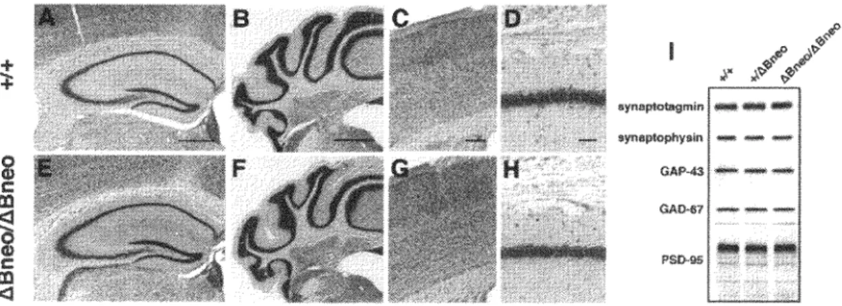 Figure  4.  Nissl  staining  of  coronal  sections  and  the  expression  level  of  synaptic  protein  of  the  brain  from  wild-type  (A,  B,  C,  D)  and  Pcdh-a-1Bncoi!iBneo  mice  (E,  F,  G,  H)