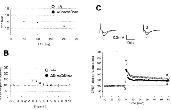 Figure  11.  Functional  properties  of  hippocampal  CAI  synapses.  (A)  Paired- Paired-pulse  facilitation  induced  by  stimulating  afferent  fibers  twice  at  intervals  of  50,  100,  200  ms  was  not  indistinguishable  between  wild-type  and  m