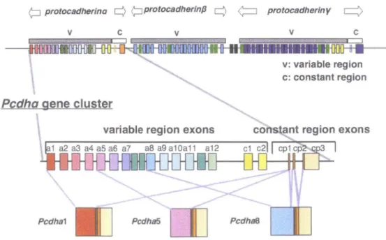 Figure  1. Structure of  protocad herin  gene cluster. 