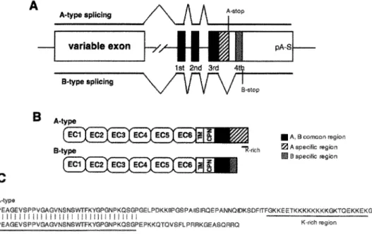 Figure  2.  (A)  Alrernative splicing  of  Pcdh-aA  and  B  isoforms in  constant  Pcdh-aA- and  sequences are derived from different exons in the constant  Black boxes  repr-ese11t  Pcdh-aA- and  common  stripe boxes represent the specific region of A-typ