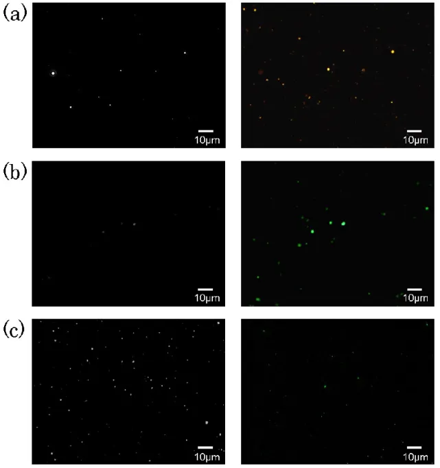 Figure  2-5  Transmission  (left)  and  fluorescence  (right)  microscopy  images  (×400)  of  (a)  Cy3-,  (b)  Alexa  Fluor  488-  and  (c)  cfSGFP2-functionalized  emulsions