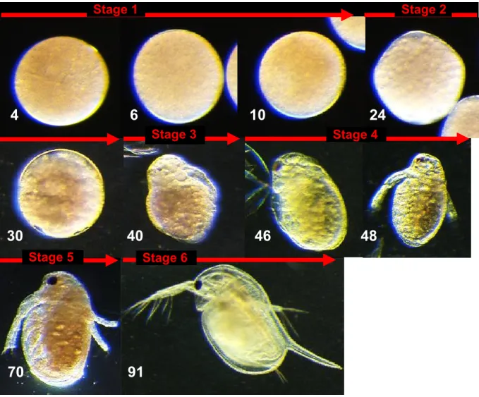 Fig. 1.    Time-course of embryogenesis in female of D. magna at 20°C. 