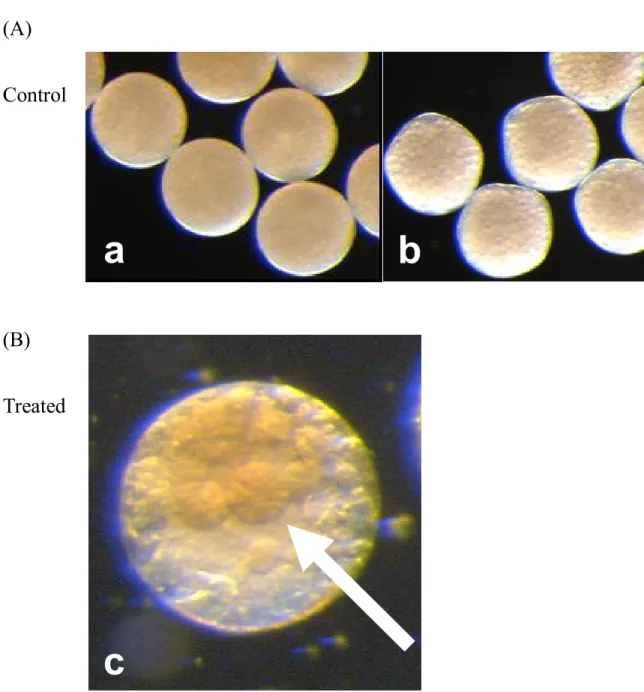 Fig. 6.    Typical abnormality on embryogenesis caused by colchicine exposure. 