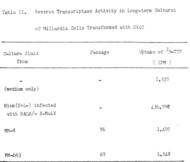 Table I I . Reverse Transcriptase Activity in Long-term Cultures 