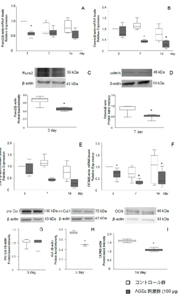 図 2 MC3T3-E1 細胞の骨芽細胞分化促進関連転写因子と ECMPs 発現に対する AGEs の 影響 