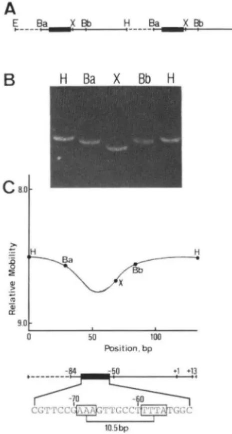 FIG.  5.  Analysis  of  electrophoretic  mobilities  of  circularly  permuted  DNA  fragments  containing  the  8-actin  promoter