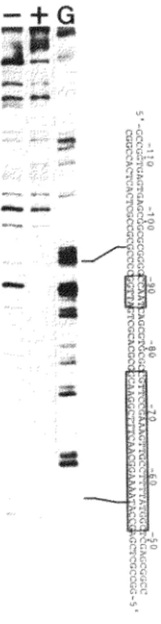 FIG.  7.  DNase  I  protection  assay.  The  SalI-HindIII  fragment  of  the  8  -actin  gene  (-244  to  +13)  was  5'  end-labeled  at  the  HindIII  site  and  incubated  with  (+)  or  without(-)  HeLa  cell  extracts  prior  to  DNase  I  treatment