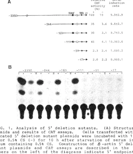 FIG.  1.  Analysis  of  5'  deletion  mutants.  (A)  Structure  of  plasmids  and  results  of  CAT  assays