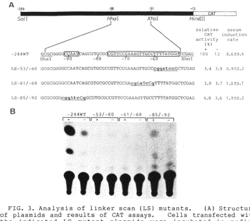 FIG.  3.  Analysis  of  linker  scan  (LS)  mutants.  (A)  Structure  of  plasmids  and  results  of  CAT  assays