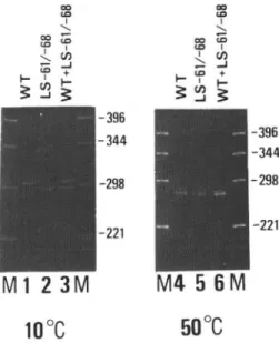 FIG.  4.  Electrophoretic  analysis  of  DNA fragments  carrying  the  8-actin  promoter  region