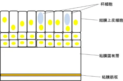 図 3 ：結膜の構造