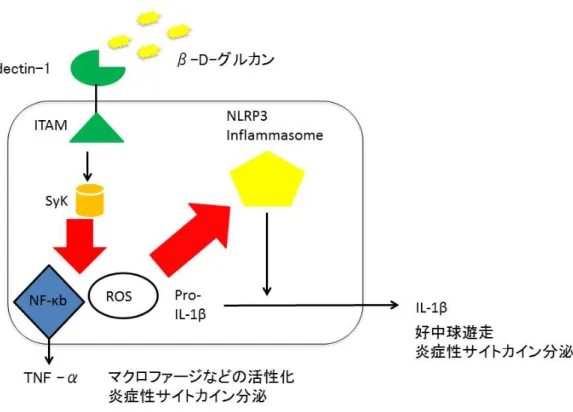 図 5 ：生体における dectin-1 を介した真菌防御機構