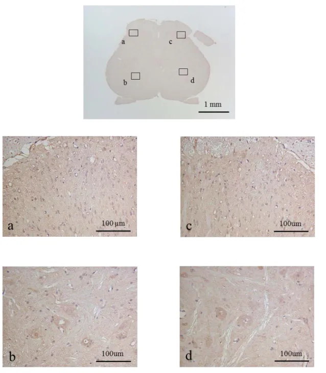 図 8 Immunohistochemical staining of NMDAR in the spinal cord at the L4 level of CA  group
