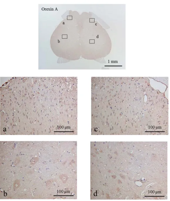 図 10 Immunohistochemical  staining  of  orexin-A  in  the  spinal  cord  at  the  L4  level  of  control group