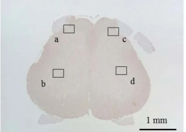 図 11   Immunohistochemical staining of orexin-A in the spinal cord at the L4 level of CA  group