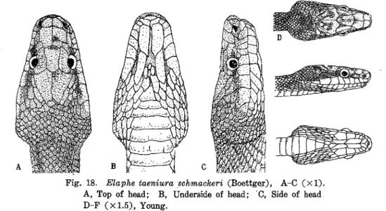 Fig. 18. Elaphe taeniura .8chmackeri (Boettge.r), A-C (x 1). A, Top of head; B, Underside of head; 'C, Side of head