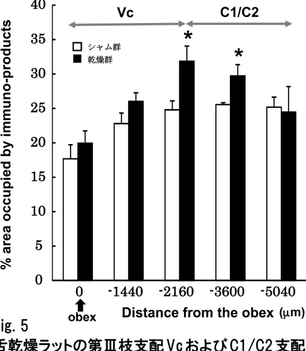 Fig. 5  舌乾燥ラットの第Ⅲ枝支配 Vc および C1/C2 支配領域 における GFAP 陽性細胞発現の割合， * ：  p < 0.05VcC1/C2シャム群乾燥群