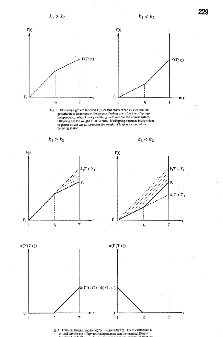 Fig. 2. Offspring’s growth function $Y(t)$ for two cases: when $k_{1}>k?\sim$ and the growth rate is larger under the parent’s feeding than after the offspring’s independence; when $k_{1}<k_{2}$ and the growth rate has the inverse nature.