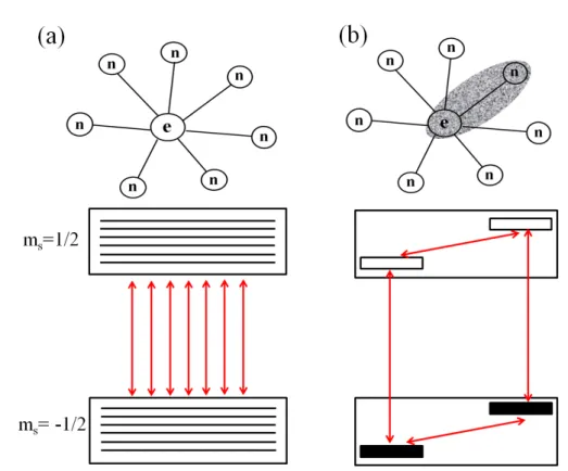 Figure 2.3: Coupled electron-nuclear spin system - (a) Multi-spin system: the elctron spin interacting with many nuclear spins to give an EPR spectrum consisting of a large number of transition