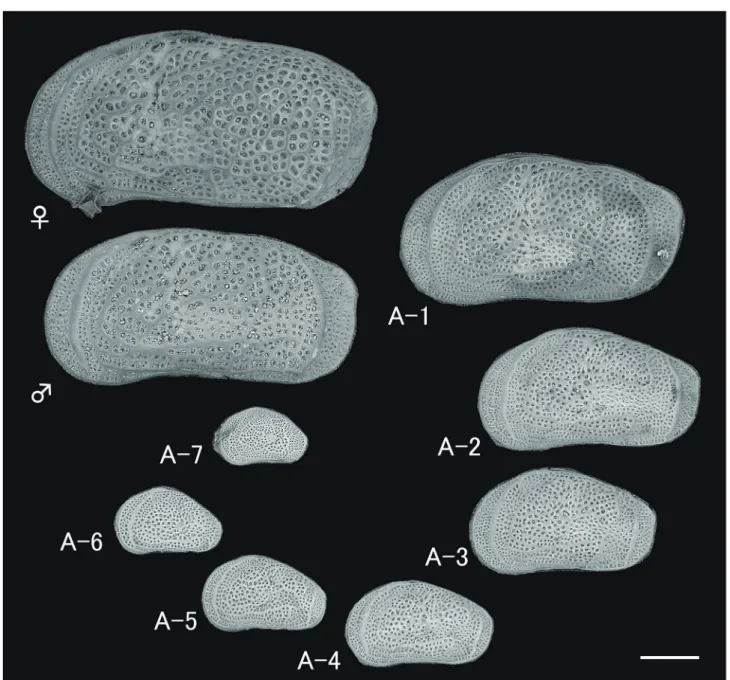 図 5  Ishizakiella miurensis の成体から A-7 齢までの SEM 画像