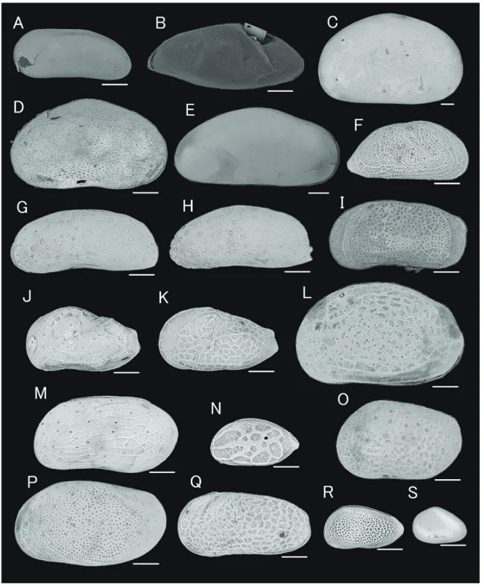 図 3  産出した貝形虫類の SEM画像