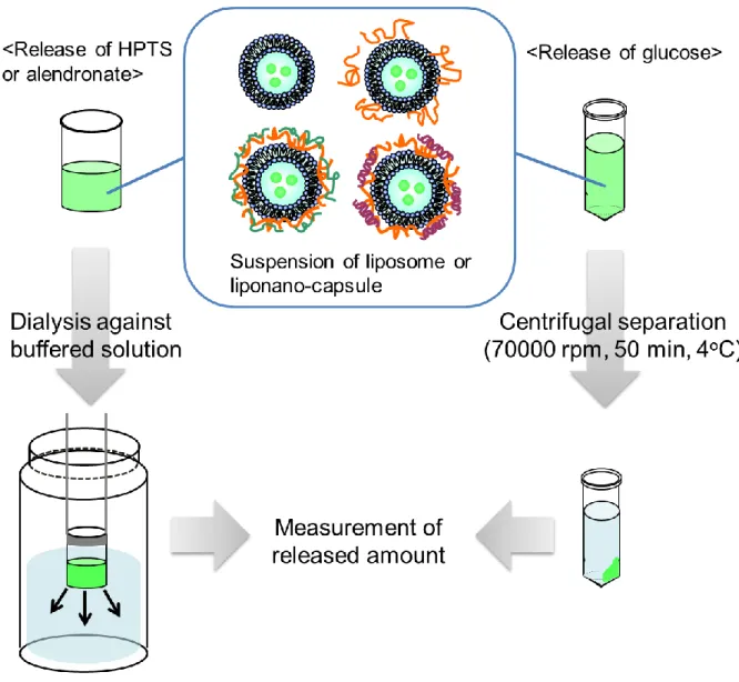 Fig.  2.11  Experimental  procedure  for  measurement  of  released  amount  of  substances