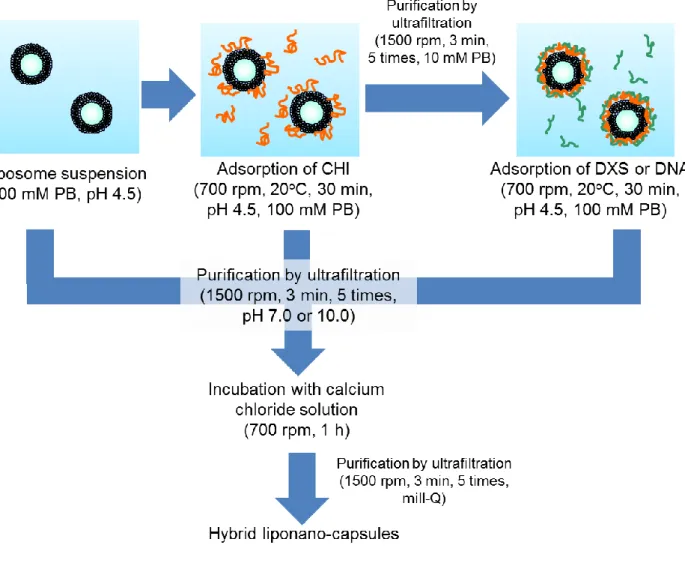 Table 3.1 Conditions for CaP formation over the surface of nanocapsule. 