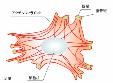 図 1A.5  アクチンフィラメントと接着斑． 