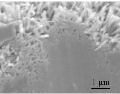 図 2.12  HA ナノ結晶（100-nm fiber）とペレットのバルク部分との界面．ナノ結晶はバルク 部分と直接結合している．  2.3.4.2.  反応経路  DCPD は元々DCP に相転移しやすい傾向があるため[21]，本研究で使用した DCPD も熱水 処理や乾燥の過程で DCP に相転移したものと考えられる．  また DCP から HA への相転移に関しては，伊藤らがその反応経路を以下の通り提唱して いる[20]．  固相－固相転移 