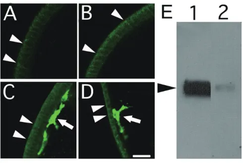 Fig. 2-1.    Expression of MC5 Mab antigen in epithelial and mesenchyme cells at various stages of  embryogenesis