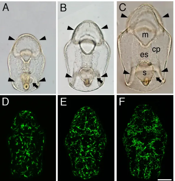 Fig. 2-5.    Organ formation and mesenchyme cell distribution patterns during the early developmental  period (42 - 72 hr)