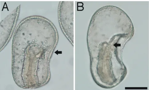 Fig. 2-6.    Lateral views of gastrula embryos during the early developmental period (30 - 42 hr)