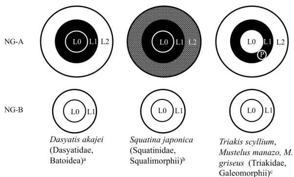 Table 4. Comparison of reactions of neutrophils from five elasmobranchs to cytochemical tests   