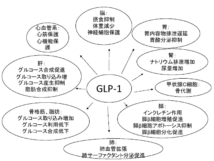 図 1：GLP-1 の各臓器に及ぼす作用 