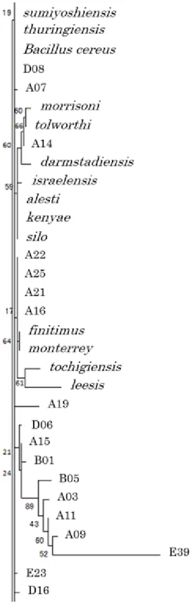 図 9c. SSU rRNA 遺 伝 子 配 列 解 析 の 系 統 樹 分 割 図