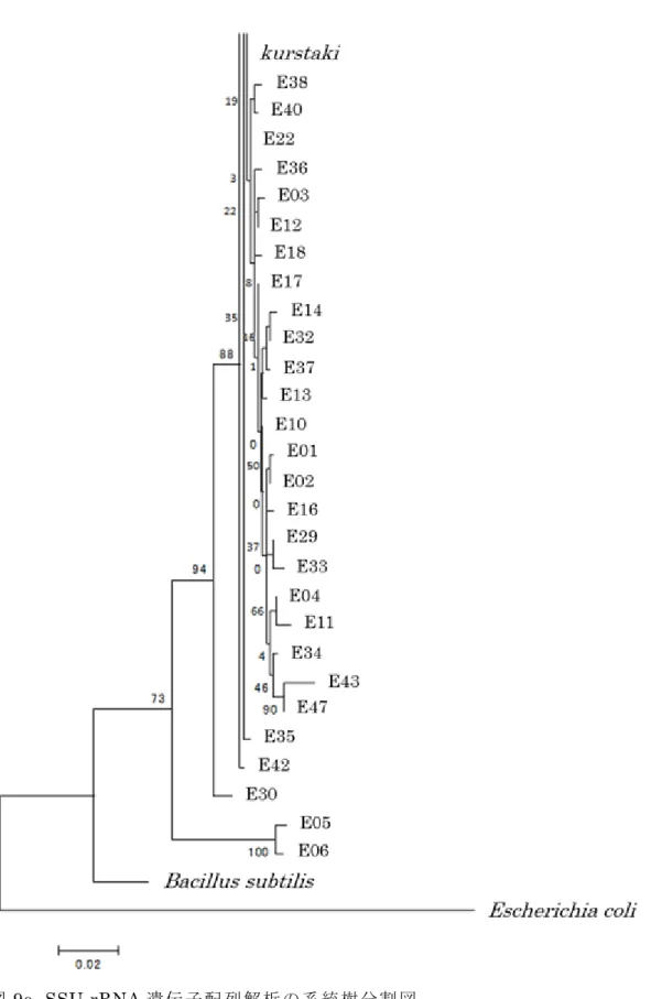 図 9e. SSU rRNA 遺 伝 子 配 列 解 析 の 系 統 樹 分 割 図