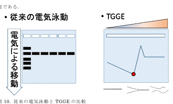 図 10.  従 来 の 電 気 泳 動 と TGGE の 比 較
