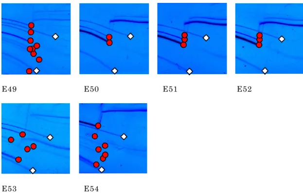 図 23d. 2014 年 分 離 株 に お け る pfM12 プ ラ イ マ ー の TGGE 泳 動 図