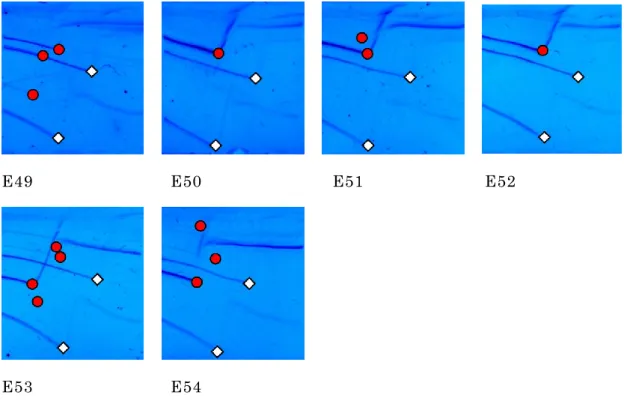 図 25d. 2014 年 分 離 株 に お け る Hunt プ ラ イ マ ー の TGGE 泳 動 図