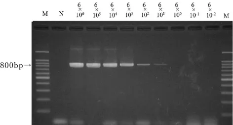 図 2-4  テンプレート DNA①を 用 いた rpoB 領域にお ける PCR 法の  検 出感 度測定