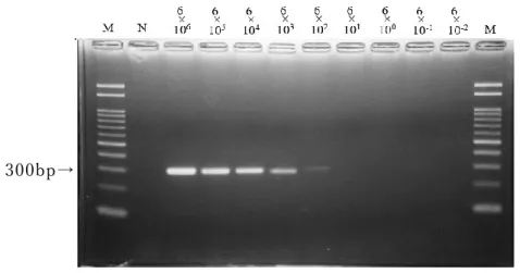 図 2-5  テンプレート DNA①を用 い た ssrA 領域に おける PCR 法の 検 出感 度測定
